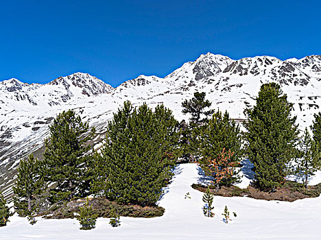 厄茨泰,阿尔卑斯山,冬天,冰,雪,靠近,提洛尔,高海拔,站立,瑞士,松树,攀升,一个,著名,顶峰,奥地利,背景