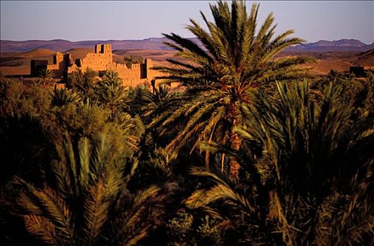 摩洛哥,达德斯谷,棕榈树
