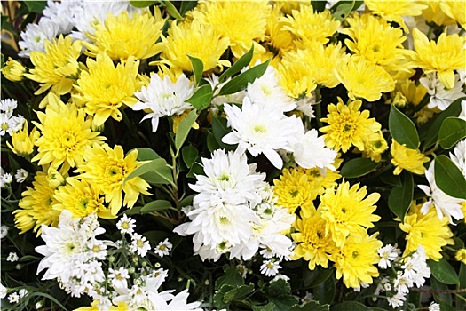 漂亮,黄色,白花