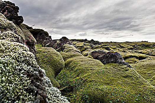 冰岛,苔藓密布,熔岩原