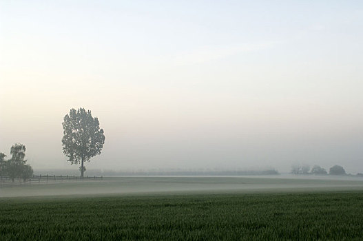 雾,树