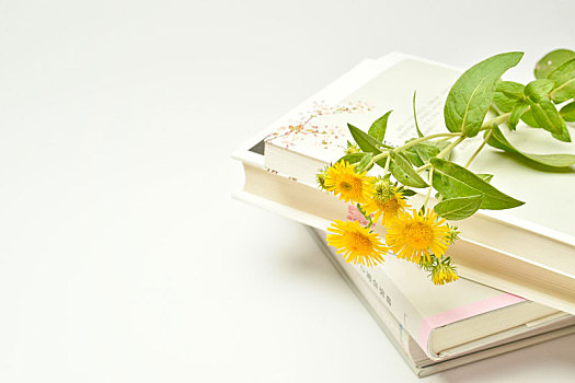 白色,背景下,野花,和书