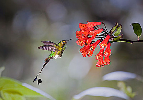 蜂鸟,花蜜,花,雾林,西部,斜坡,安第斯山,厄瓜多尔