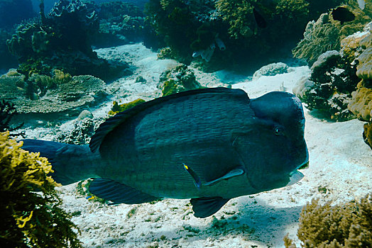 绿色,鹦嘴鱼,四王群岛,西巴布亚,印度尼西亚,亚洲
