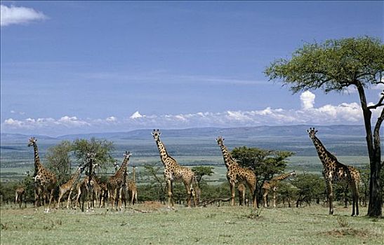 大,牧群,马萨伊,长颈鹿,马塞马拉野生动物保护区