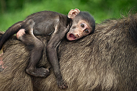 南非大狒狒,豚尾狒狒,幼仔,哈欠,背影,克鲁格国家公园,南非