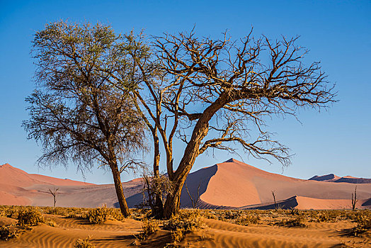 干燥,树,索苏维来地区,纳米布沙漠,纳米比沙漠,公园,区域,纳米比亚,非洲