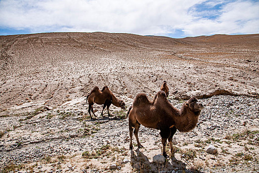 慕士塔格雪山下的骆驼群