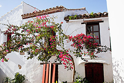 开花树木,户外,老,城堡,安达卢西亚,西班牙