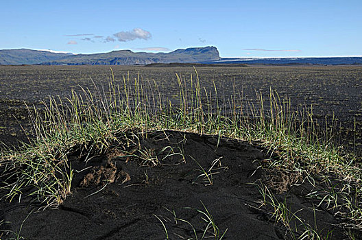 草,火山岩,风景,西南方,冰岛,欧洲