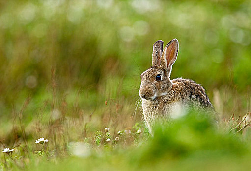 欧洲兔,兔豚鼠属,成年,坐,植被,斯科莫岛,彭布鲁克郡,威尔士,英国,欧洲