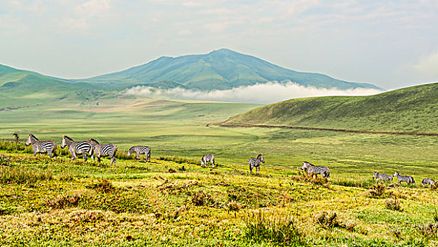 斑马,牧群,马,风景,塞伦盖蒂,坦桑尼亚,非洲