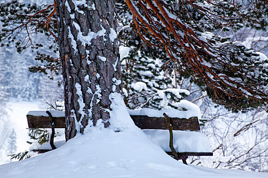 雪,长椅,松树