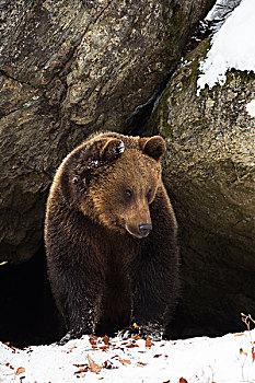 棕色的熊,棕熊,在雪,在早期春天,新兴的,从,岩石,在林地,巴伐利亚森林国家公园,德国