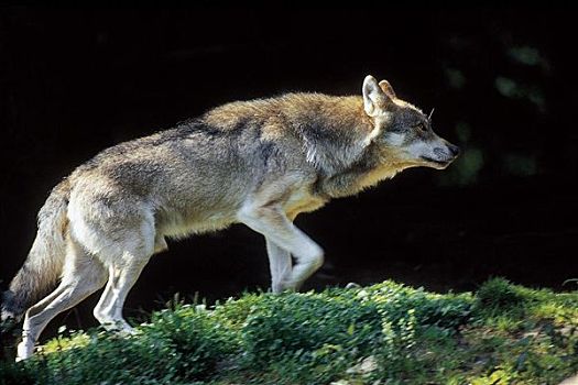 灰狼,狼,哺乳动物,巴伐利亚森林,德国,欧洲,动物
