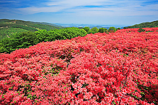 日本,杜鹃花,山,宫城县