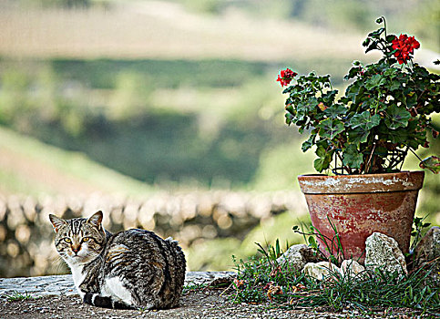 猫,坐,花盆