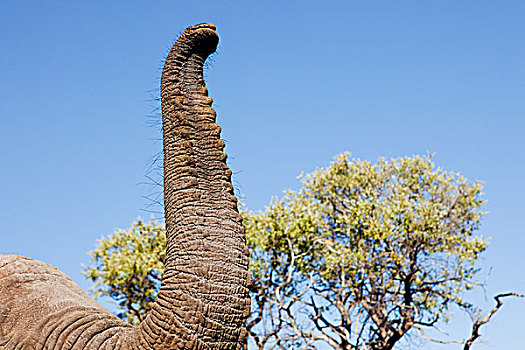 雌性,非洲象,象鼻,特写,博茨瓦纳,非洲
