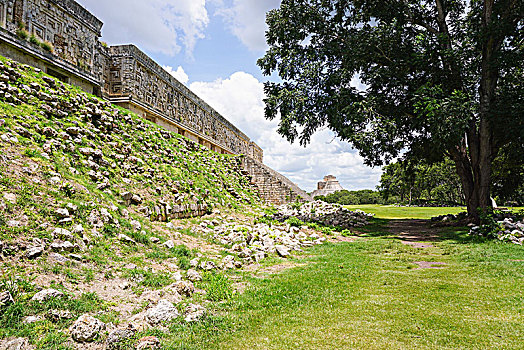 树,地点,古遗址,宫殿,乌斯马尔,尤卡坦半岛,墨西哥