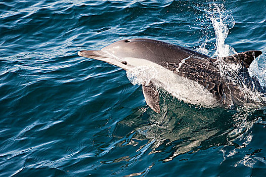 常见海豚,长吻真海豚,水面急行,下加利福尼亚州,墨西哥