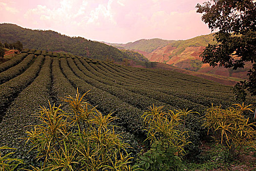 亚洲,东南亚,泰国,清莱,茶,区域,种植园