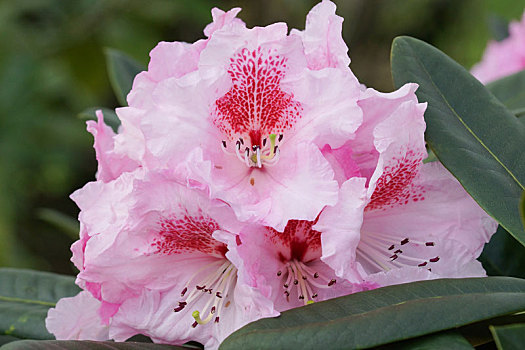 杜鹃花属植物