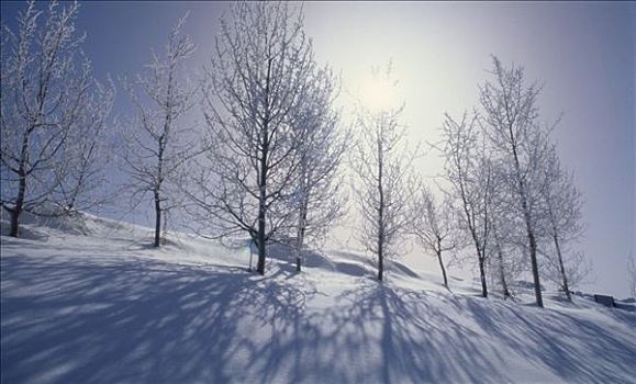 树,积雪,风景,科罗拉多,美国