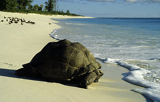 塞舌尔,鸟岛,巨龟,白色背景,沙滩