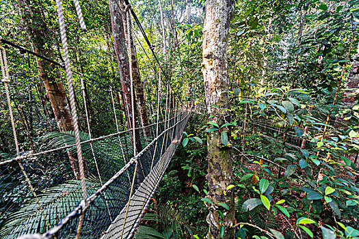 吊桥,丛林,国家公园,马来西亚,亚洲