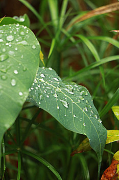 佛教智慧树菩提树