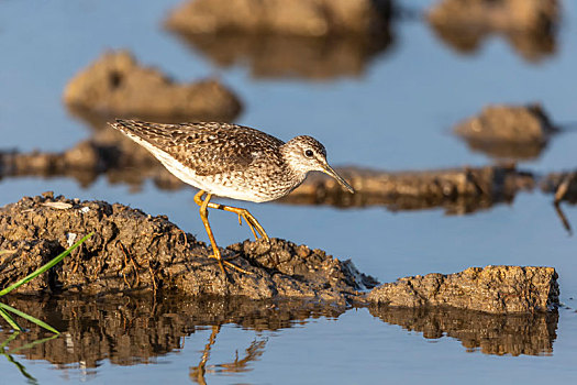一只小青脚鹬鸟独自在翻过的水田泥地上活动和觅食