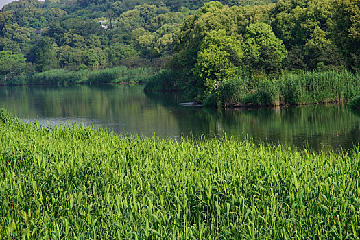 绿色乡野,绿水青山,绿色中国