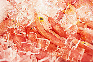 红鲷鱼图片