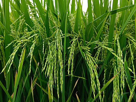 稻米,稻穗,田园风光