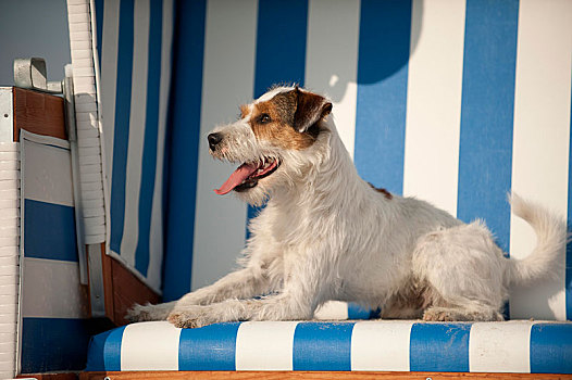 梗犬,卧,沙滩椅