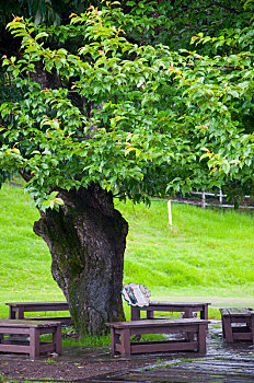 高山农场提供游客休息的大树和椅子