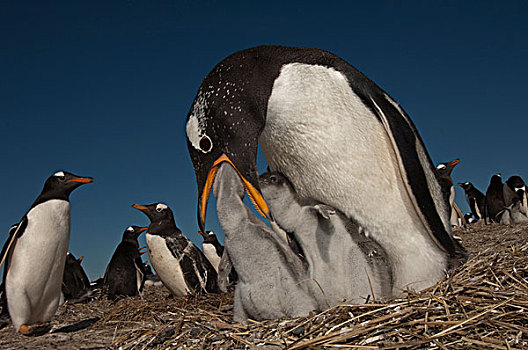 巴布亚企鹅,喂食,幼禽,岛屿,福克兰群岛