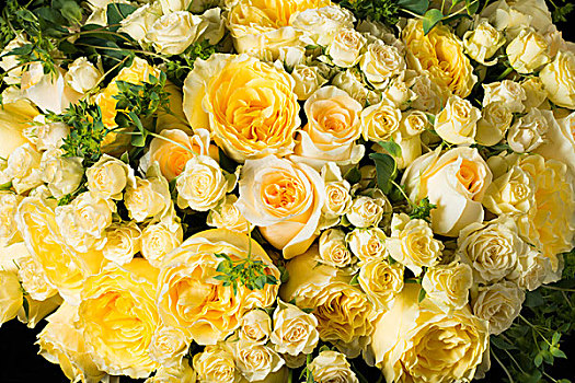 特写,黄色,玫瑰,花