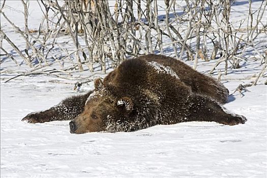 大灰熊,棕熊,卧,雪中,蒙大拿,美国