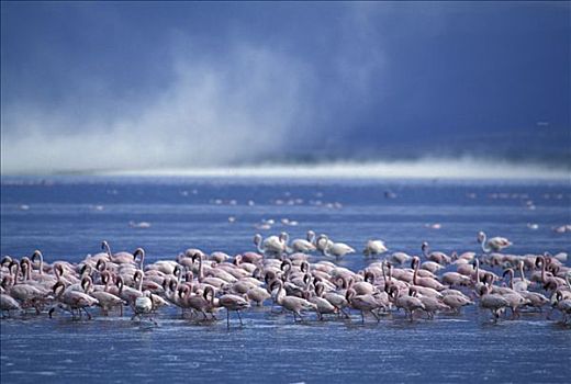 火烈鸟,风暴,纳库鲁湖,肯尼亚