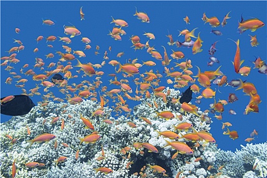 珊瑚礁,鱼群,鱼,热带,海洋,水下