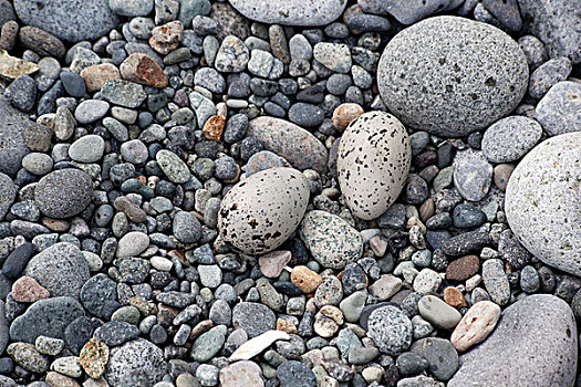 黑色,蛎鹬,地面,鸟窝,两个,蛋,卡特麦国家公园,阿拉斯加