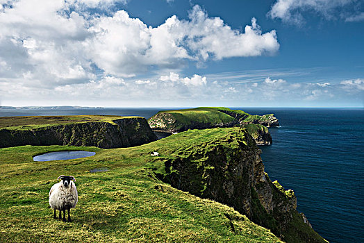 绵羊,草,悬崖,头部,爱尔兰