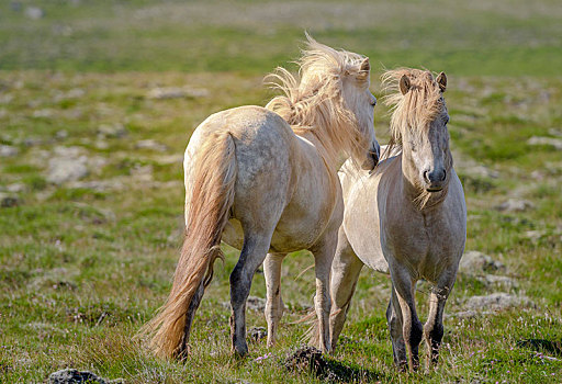 两个,白色,冰岛马,毛皮,草场,风,吹,鬃毛,冰岛,欧洲