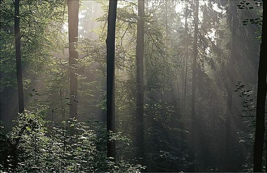 太阳光线,混交林,树,德国,欧洲