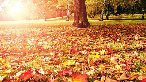树,叶子,秋天