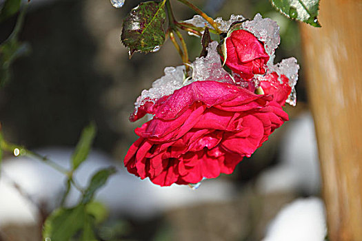 红色,玫瑰,冰冷