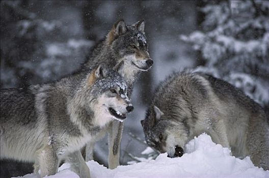大灰狼,狼,三个,雪中,明尼苏达