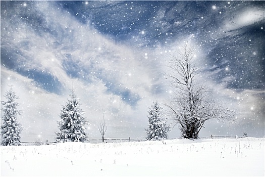 圣诞节,背景,雪,冷杉