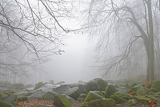 岩石,地形,山毛榉,树林,早晨,雾气,奥登瓦尔德,黑森州,德国,欧洲
